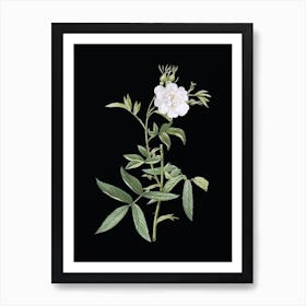 Vintage White Rose of York Botanical Illustration on Solid Black n.0341 Art Print