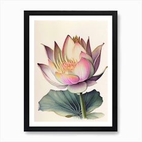 Giant Lotus Watercolour Ink Pencil 1 Art Print
