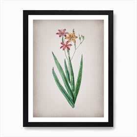 Vintage Blackberry Lily Botanical on Parchment Art Print