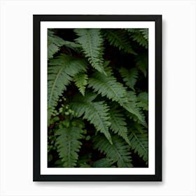 wild fern Art Print