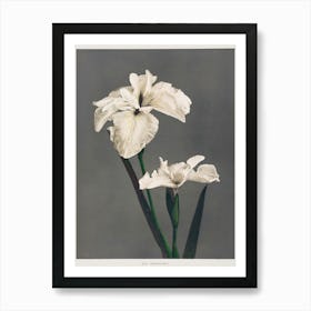 Iris Kæmpferi, Hand Colored Collotype From Some Japanese Flowers (1896), Ogawa Kazumasa Art Print