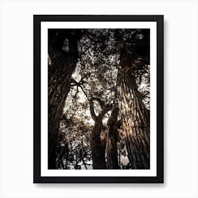 The trees 1 Art Print