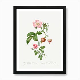 Apple Rose And Provence Rose, Pierre Joseph Redoute Art Print