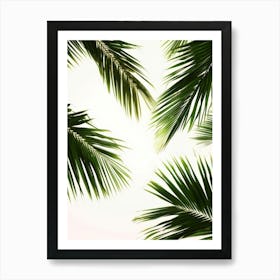 Palm Leaves On White Background 2 Art Print