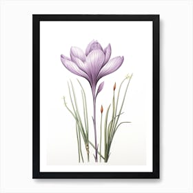 Saffron Vintage Botanical Herbs 0 Art Print