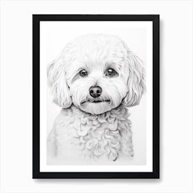 Bichon Frise Dog, Line Drawing 1 Art Print