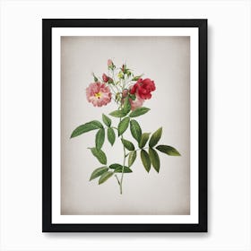 Vintage Hudson Rose Botanical on Parchment Art Print