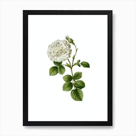 Vintage White Rose of York Botanical Illustration on Pure White n.0786 Art Print