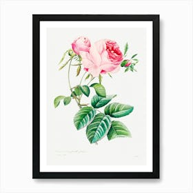 Cabbage Rose, Pierre Joseph Redoute (7) Art Print