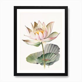 American Lotus Watercolour Ink Pencil 2 Art Print