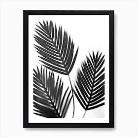 White black palm leaves Art Print