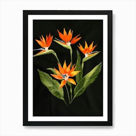 Bird Of Paradise 69 Art Print