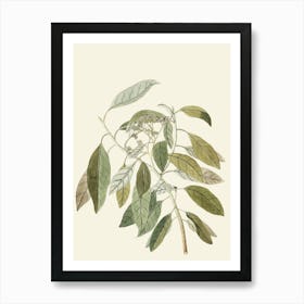 Botanical Illustration Of A Plant 3 Art Print