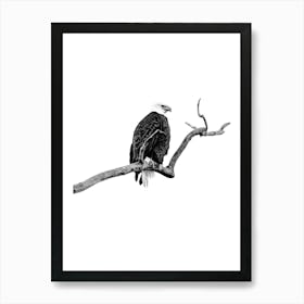 Bald Eagle Black And White Art Print Art Print