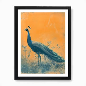 Orange & Blue Peacock In The Grass 1 Art Print