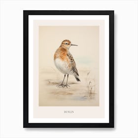 Vintage Bird Drawing Dunlin 3 Poster Art Print