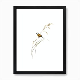 Vintage Banded Grass Finch Bird Illustration on Pure White Art Print