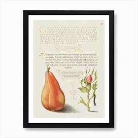 Pear, French Rose, And Caterpillar From Mira Calligraphiae Monumenta, Joris Hoefnagel Art Print