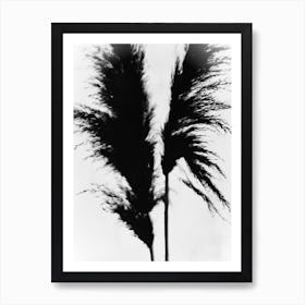 White black pampas grass Art Print