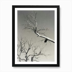 branches Art Print