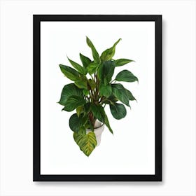 Calathea Rattlesnake Plant (Calathea Lancifolia) Watercolor Art Print