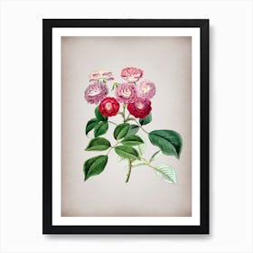 Vintage Seven Sister's Rose Botanical on Parchment n.0344 Art Print