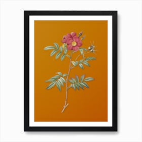 Vintage Rosa Redutea Glauca Botanical on Sunset Orange n.0597 Art Print