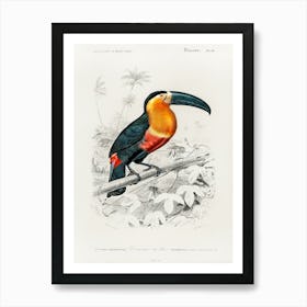 Toucan (Ramphastos), Charles Dessalines D' Orbigny Art Print