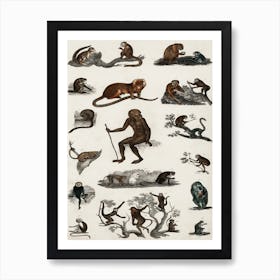 Collection Of Various Monkeys, Oliver Goldsmith Art Print