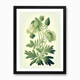 Thimbleweed Wildflower Vintage Botanical 1 Art Print