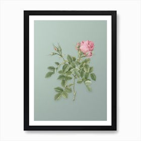 Vintage Dwarf Damask Rose Botanical Art on Mint Green Art Print