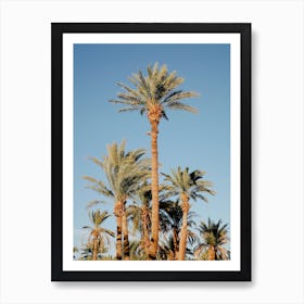 Palm Trees Art Print