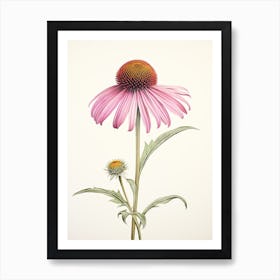 Echinacea Vintage Botanical Herbs 0 Art Print