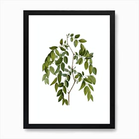 Vintage Jujube Botanical Illustration on Pure White Art Print