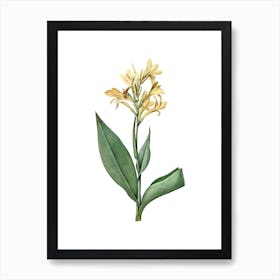 Vintage Water Canna Botanical Illustration on Pure White n.0682 Art Print