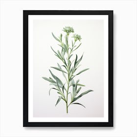 Tarragon Vintage Botanical Herbs 1 Art Print