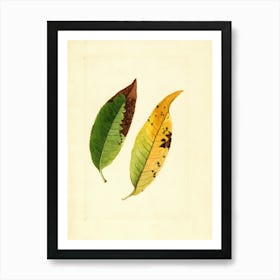 Two Leaves 1 Poster