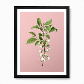 Vintage Mountain Silverbell Botanical on Soft Pink n.0482 Art Print