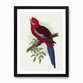 Red Cockatoo Art Print