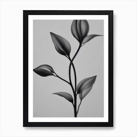 Lilac B&W Pencil 2 Flower Art Print