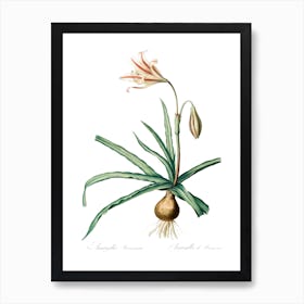 Amaryllis Broussonetii Illustration From Les Liliacées, Pierre Joseph Redouté Art Print