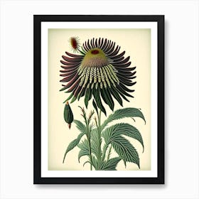 Coneflower Wildflower Vintage Botanical 2 Art Print