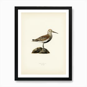 Tringa Alpina (Dunlin), The Von Wright Brothers Art Print