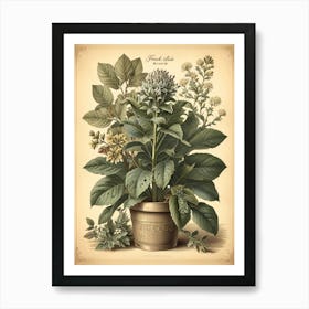 Hydrangea 1 Art Print