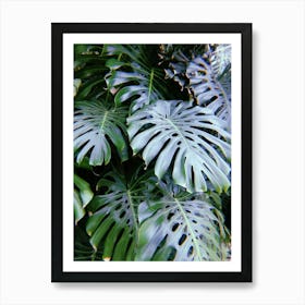 Say Cheese (Plant) - Monstera Leaf Print Art Print