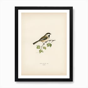 Lappmes (Parus Cinctus), The Von Wright Brothers Art Print