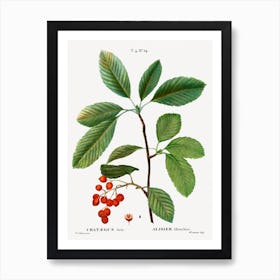 Whitebeam, Pierre Joseph Redoute Art Print