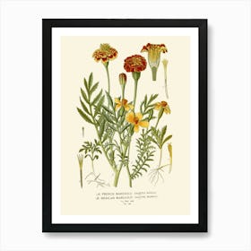 Carnations 3 Art Print