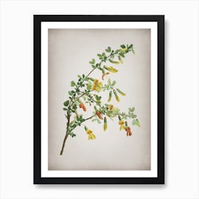 Vintage Caragana Sinica Botanical on Parchment n.0291 Art Print