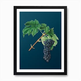 Vintage Black Aleatico Grape Botanical Art on Teal Blue n.0134 Art Print